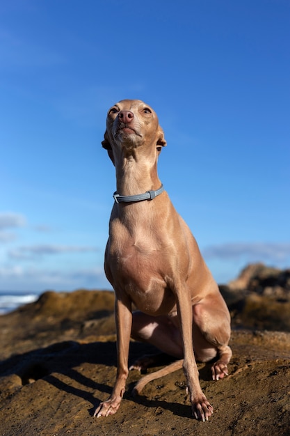 Petit chien lévrier italien sur la plage