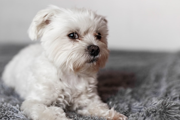 Petit chien maltais couché sur le lit