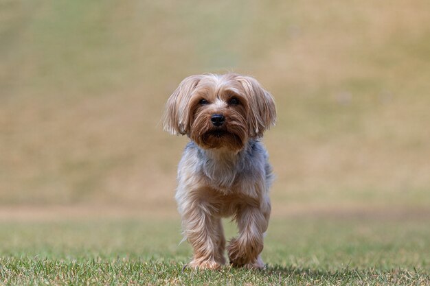 Petit chien marchant sur un champ