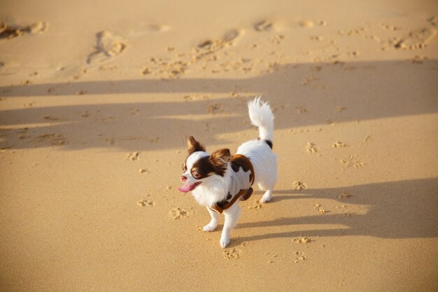 Un Petit Chien Marchant Et Jouant Du Sable Sur La Plage De La Province De Phuket En Thaïlande.