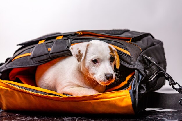 Petit chien mignon assis dans un sac noir et impatient - Jack Russell Terrier