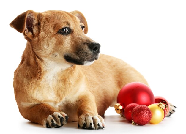 Petit chien mignon drôle avec des jouets de Noël, isolé sur blanc