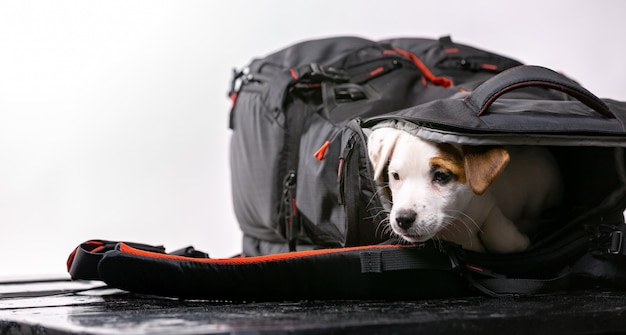 Petit chien mignon est assis dans un sac noir et impatient