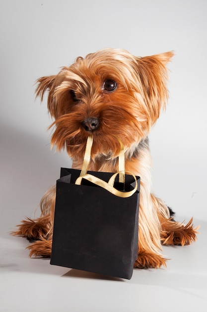Petit chien mignon avec des sacs noirs de la vente du vendredi noir