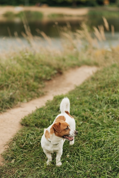 Petit chien mignon se promène dans le parc dans la nature