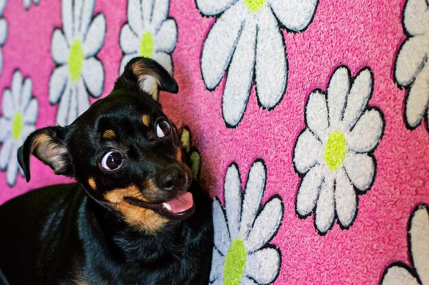 Photo et le petit chien noir amusant et rigolo