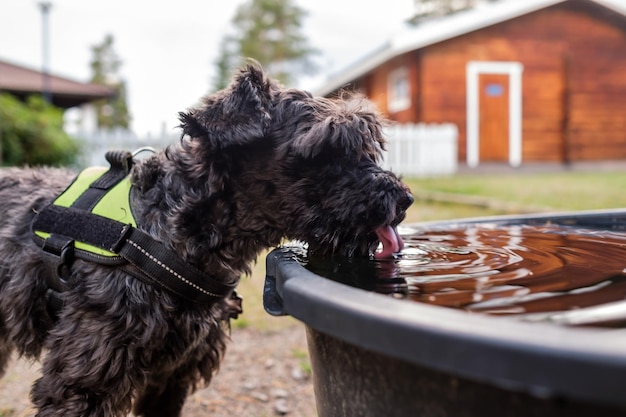 Petit chien noir buvant dans un bol d'eau