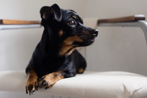 Le petit chien noir sur une chaise