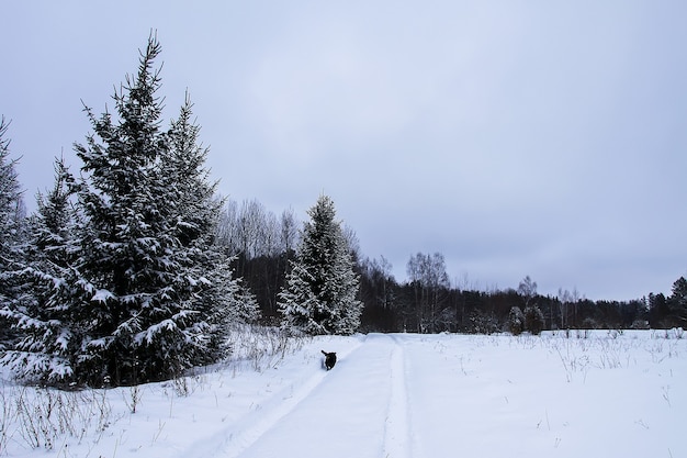 Petit chien noir courant le long de la route dans le village en journée d'hiver.