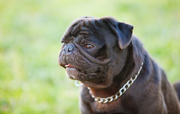 Petit chien noir dans le parc