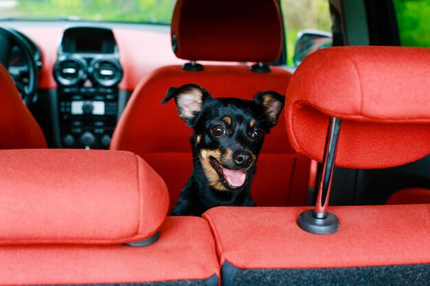 Petit chien noir dans la voiture en été