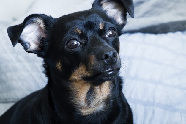 Le petit chien noir, gros plan museau