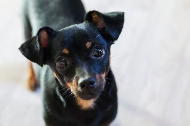 Petit chien noir et gros plan