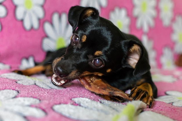 Petit chien noir mangeant une friandise