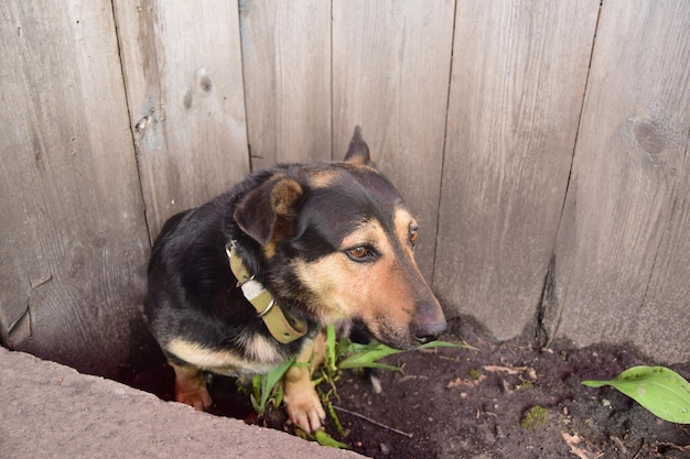 Un petit chien noir et marron se repose près de la clôture