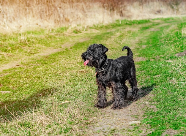 Petit chien noir race Schnauzer nain lors d'une promenade dans la nature sur un fond d'herbe verte