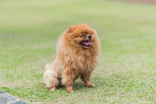 petit chien de Poméranie orange debout sur l&#39;herbe