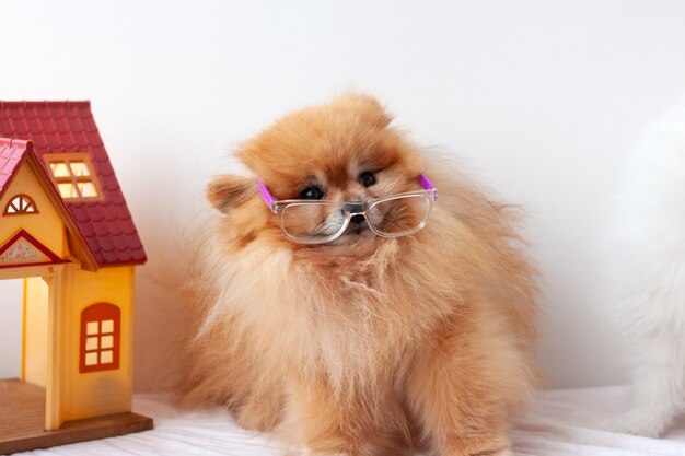 Petit Chien Poméranien De Couleur Orange Effrayé, Très Surpris, Assis Sur Un Fond Blanc Avec Des Lunettes, Les Lunettes Ont Glissé Vers Le Bas, Le Poméranien Détourne Le Regard, à Côté D'une Maison De Jouets.