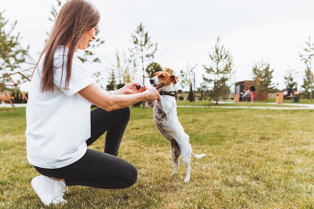 Un petit chien de la race Jack Russell Terrier se dresse sur ses pattes arrière Un chien dans le parc lors d'une promenade le propriétaire promène son chien