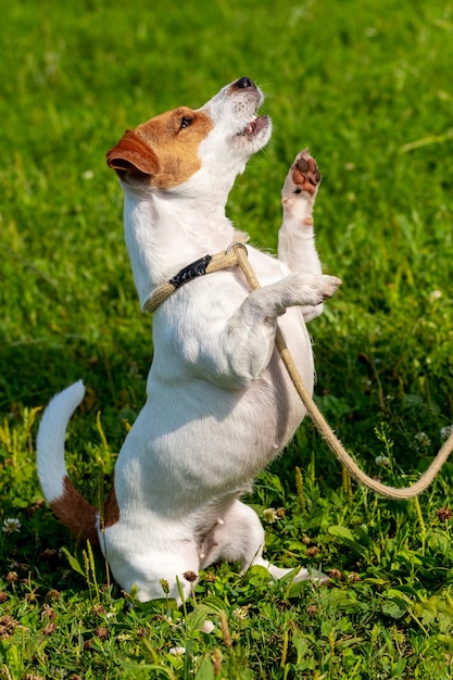 Un petit chien de race Parson-russell terrier en laisse se dresse sur ses pattes arrière. Chien dans le parc lors d'une promenade