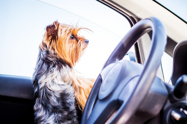 Un petit chien de race Yorkshire Terrier dans la voiture attend le propriétaire