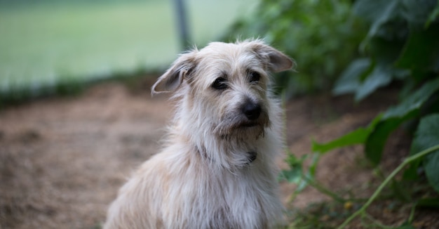 Petit chien regardant la caméra, portrait d'un chien sur fond de jardin, animal pelucheux, animal de compagnie.