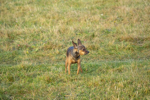 Photo un petit chien rouge grogne sur le terrain