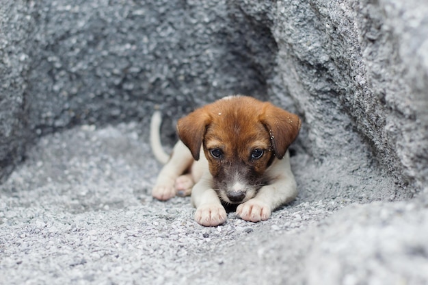 Un petit chien sans abri et affamé abandonné reste au trou