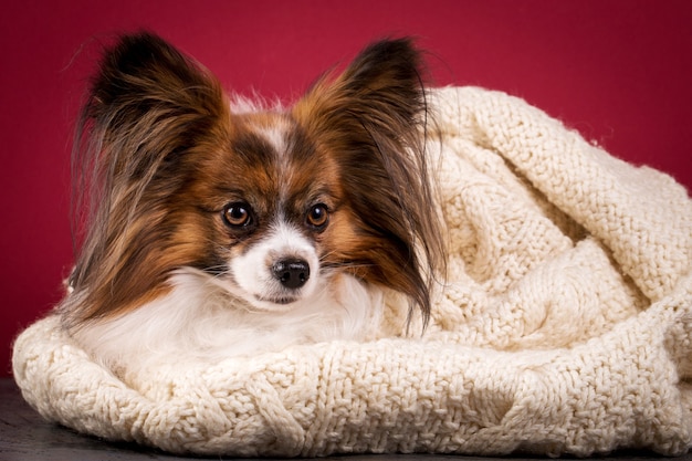 Un petit chien se prélasse dans un gros pull en maille