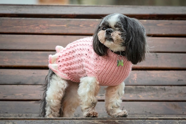 Un petit chien shih tzu se tient sur un banc du parc
