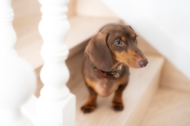 Petit chien teckel sur une échelle à la maison