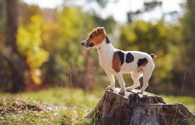 Petit chien terrier Jack Russell debout sur une souche d'arbre regardant de côté, le soleil brille sur elle et l'arrière-plan flou des arbres forestiers