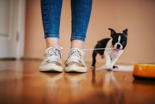 Petit chien tirant des lacets de chaussures de filles dans la maison. Boston Terrier.