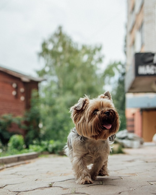 Petit chien de Yorkshire terrier mignon à la promenade à l'extérieur chien poilu non peigné avant de visiter le toilettage