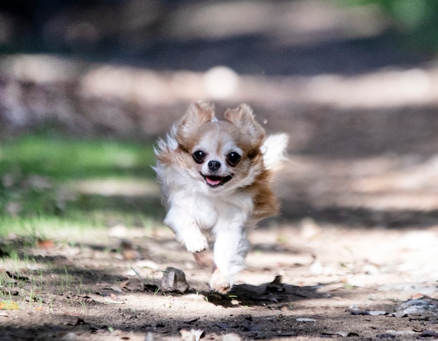 Petit chihuahua courant dans la nature