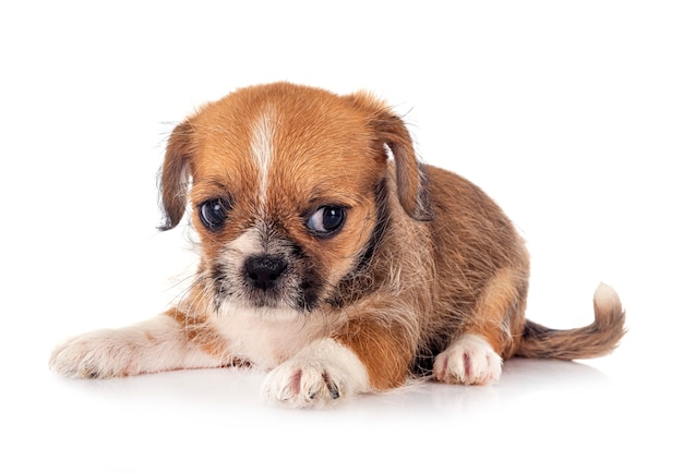 Petit chihuahua devant fond blanc