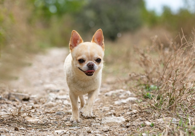 Petit chihuahua marchant dans la nature