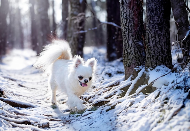 petit chihuahua posant dans la nature en été