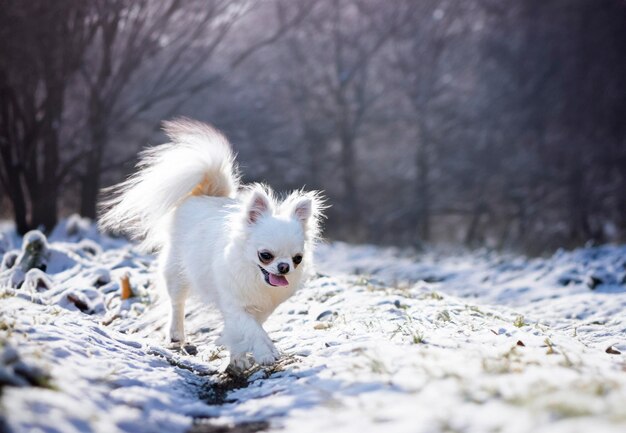 Un petit chihuahua posant dans la nature en été