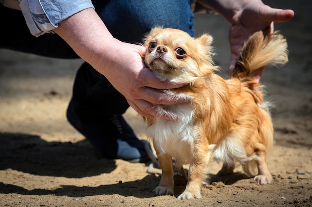 Un petit chihuahua posant lors d'une exposition canine