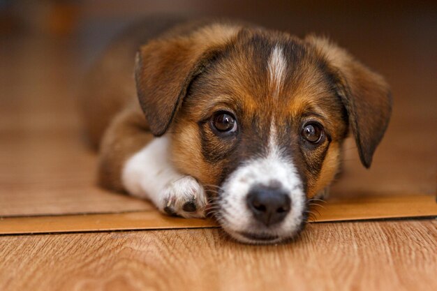 Photo petit chiot allongé sur le sol