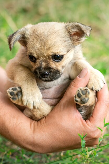 Petit chiot assis dans les bras