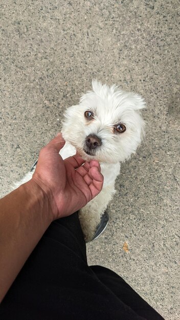 Un petit chiot blanc embrasse une personne.