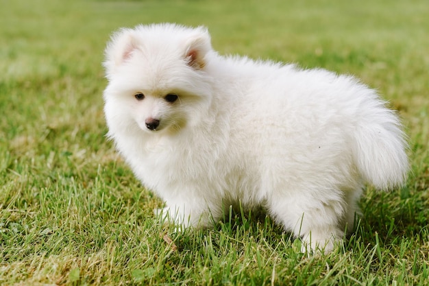 Petit chiot blanc à l'extérieur dans le parc. Fermer. Chiot Pomsky. Adorable mini petit chien husky