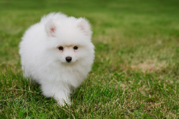 Petit chiot blanc à l'extérieur dans le parc. Fermer. Chiot Pomsky. Adorable mini petit chien husky