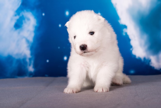 Photo un petit chiot blanc et moelleux est sur un fond bleu.