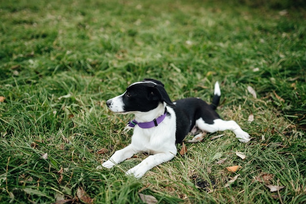 Petit chiot blanc noir couché sur l'herbe.