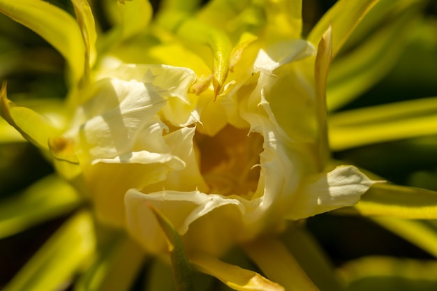 Le petit chiot blanc de Spitz se tient dans l'herbe verte