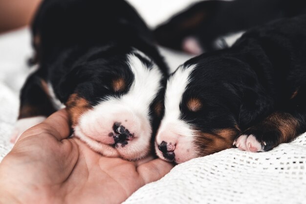 Petit chiot de bouvier bernois au lit. Animaux mignons