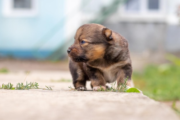 Petit chiot brun sur l'allée près de la maison